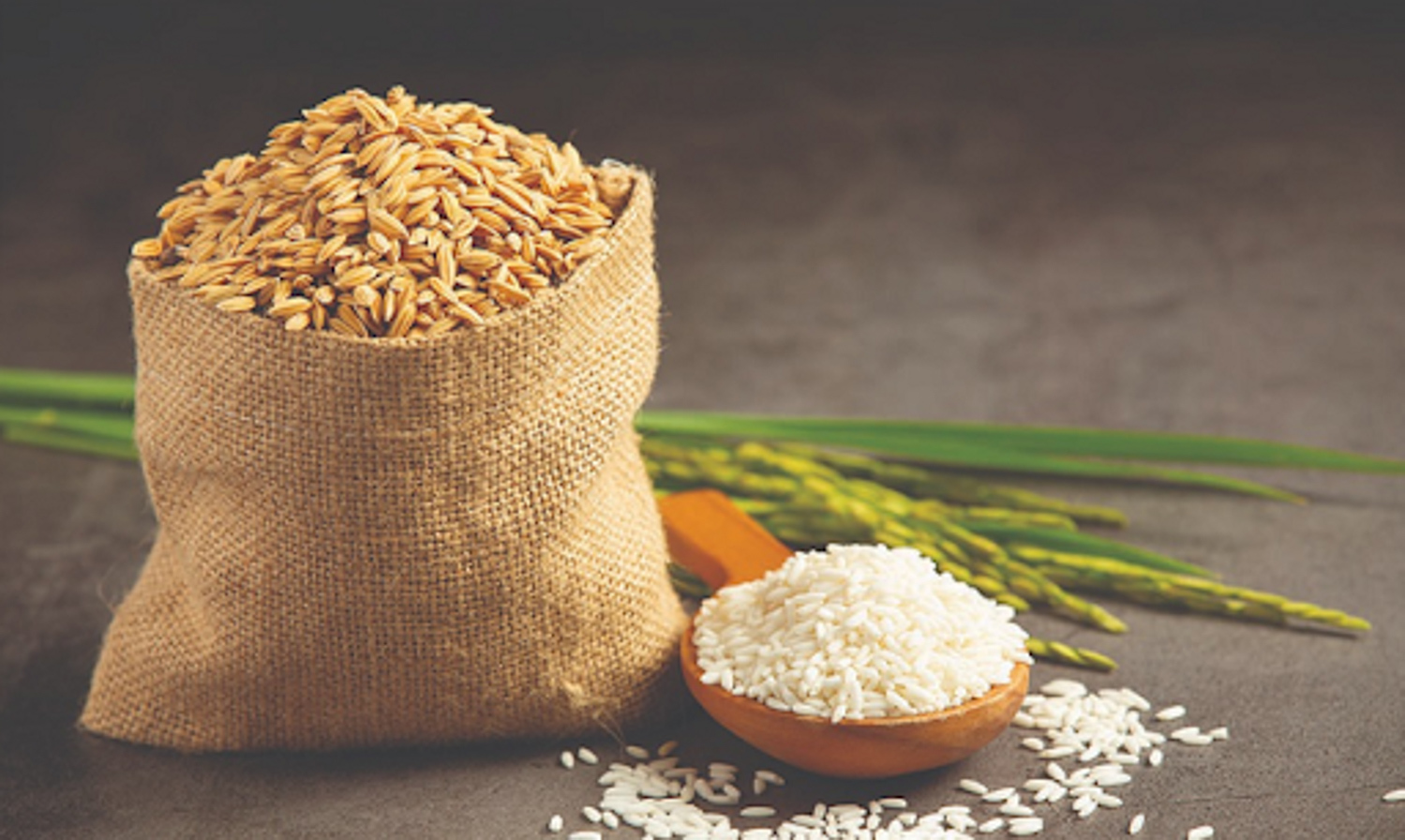 Gạo là một trong những loại lương thực quan trọng hàng đầu
