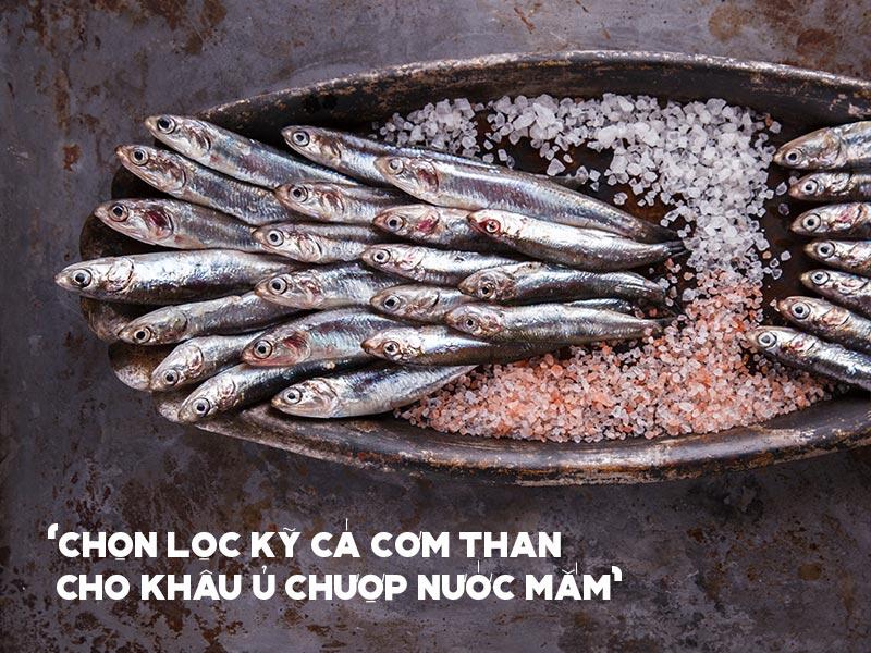 Cá cơm than thường phân bổ khu vực miền Trung và người dân nơi này gọi là cá cơm than để phân biệt với các loại cá cơm khác mình trắng, nhỏ